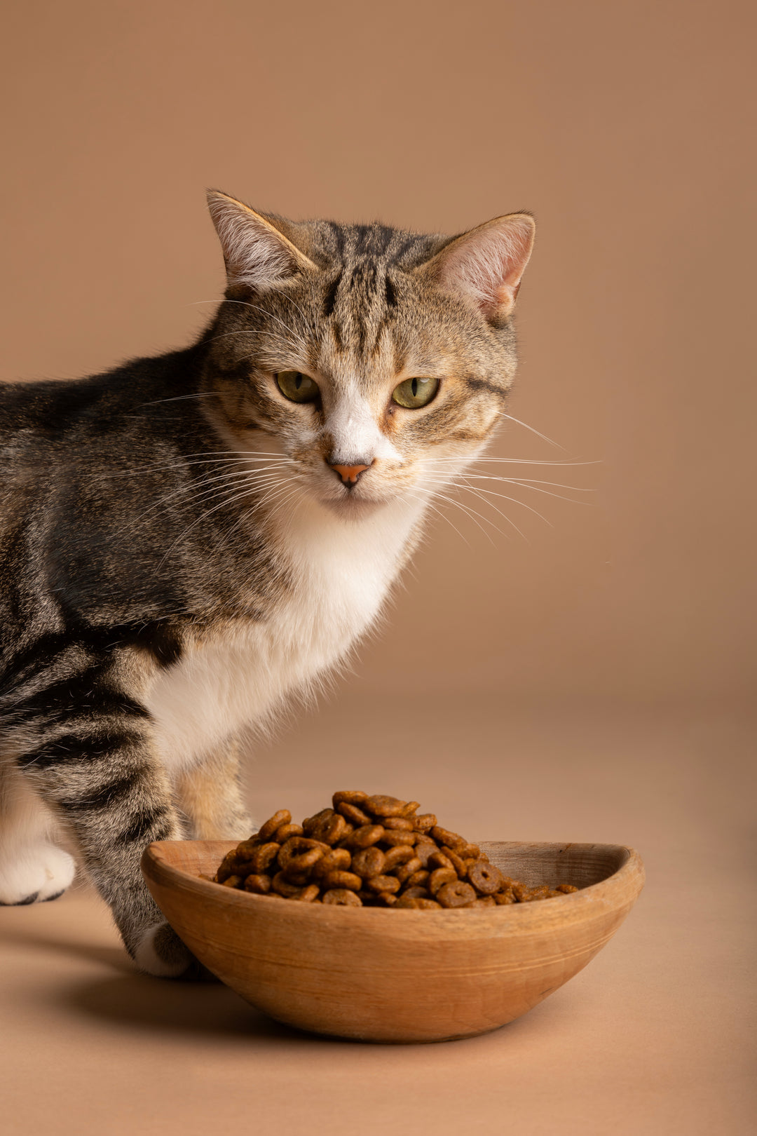 Accessoires pour repas pour animaux