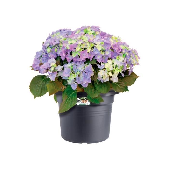 Elho Bac a fleurs Green Basics Cilinder 55 - Noir - Ø 54 x H 41 cm - extérieur - 100% recyclé