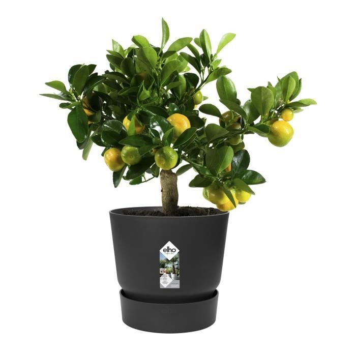 ELHO Pot de fleurs rond Greenville 30 - Extérieur - Ø 29,5 x H 27,8 cm - Vivre noir