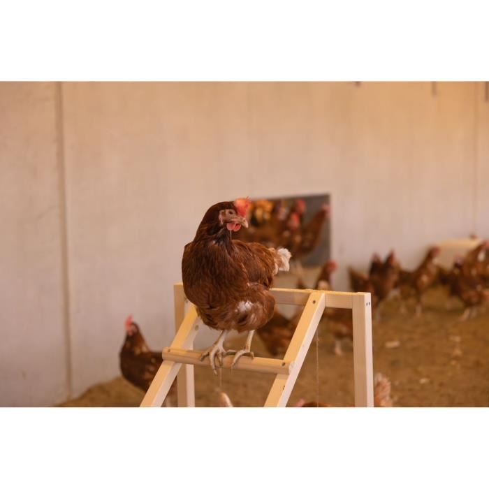 Tour d'escalade pour poules - KERBL - 85 x 55 x 76 cm - Avec balançoire - Echelle robuste