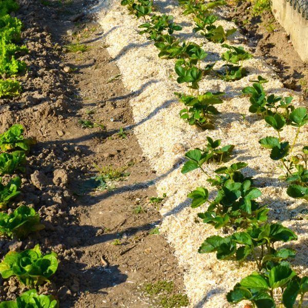 NATUREN Paille de Chanvre UAB 100L - Protege le potager et enrichit le sol