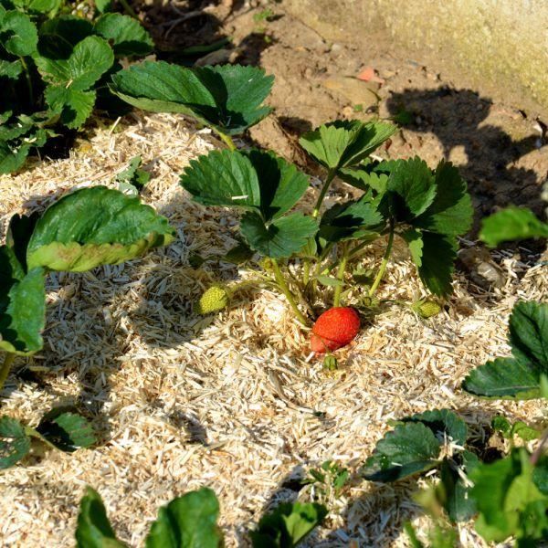 NATUREN Paille de Chanvre UAB 100L - Protege le potager et enrichit le sol