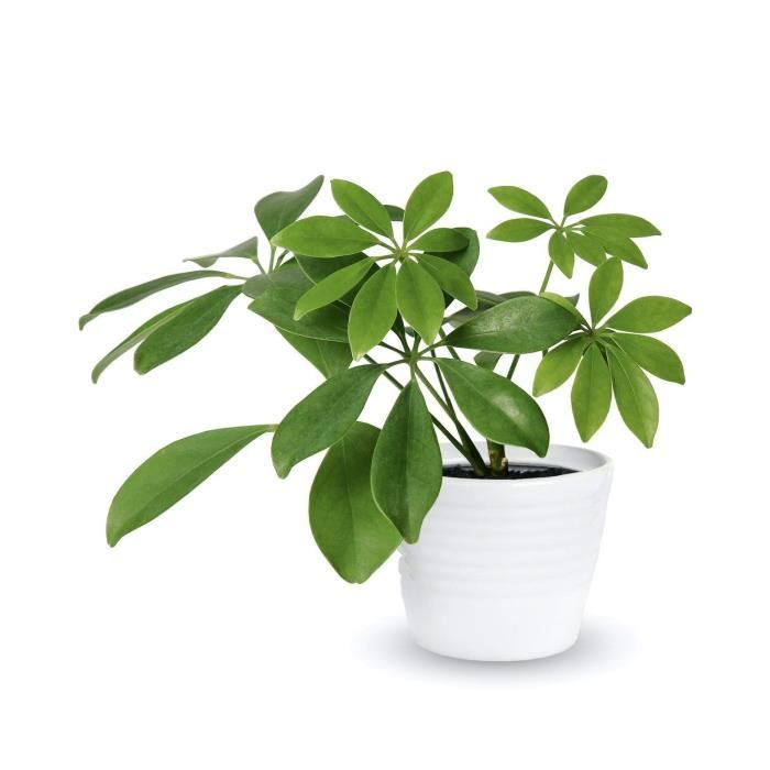 OR BRUN Terreau plantes vertes 4l