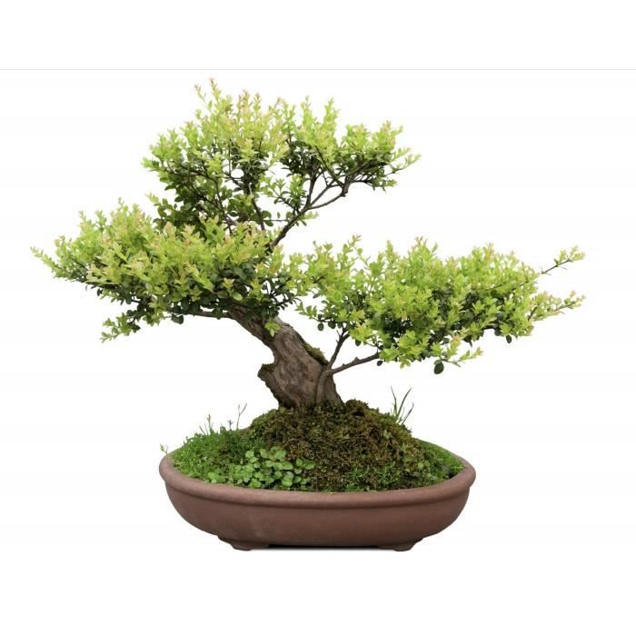 OR BRUN Terreau bonsai 4l