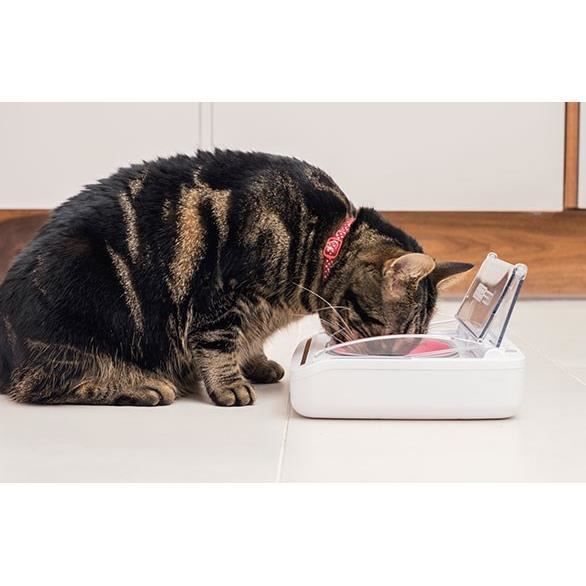 SUREFEED Distributeur de nourriture automatique pour chat anti-odeur - Blanc (Livré avec un bol simple)